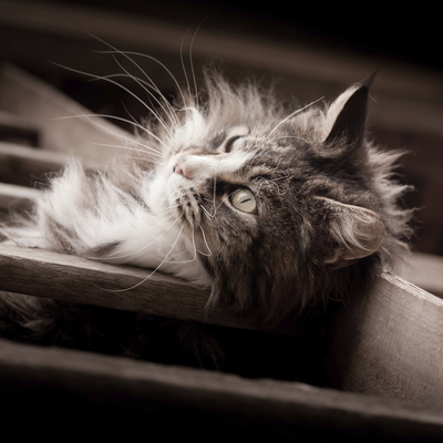 Long haired cat on stairs.