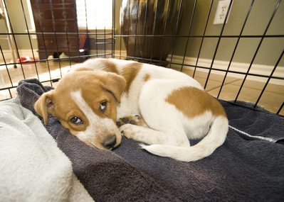 Puppy trying to nap.