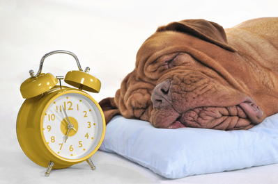 Dog sleeping next to alarm clock.