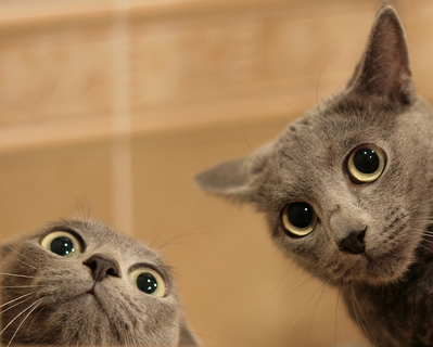 Wide eyed kitties